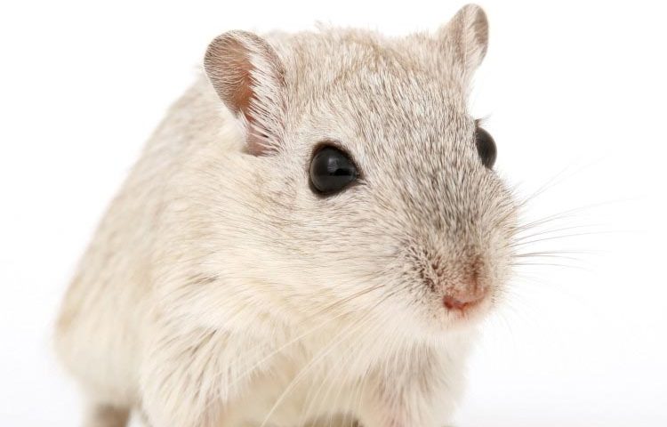 desinfeccion ratas