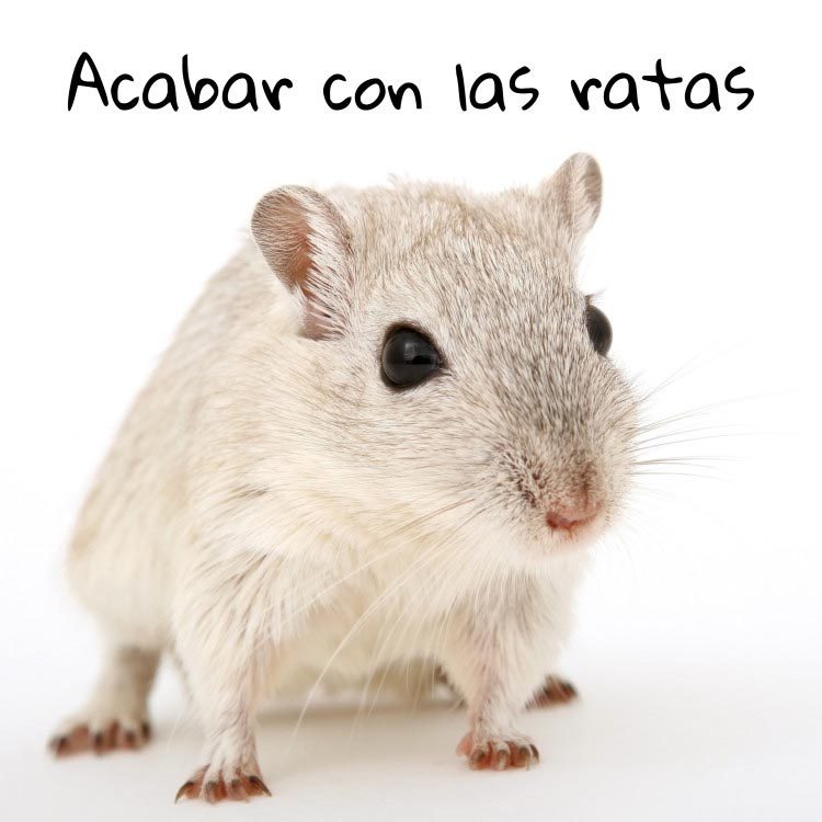 desinfeccion ratas