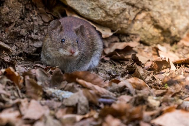 presencia ratas casa madrid megaservice