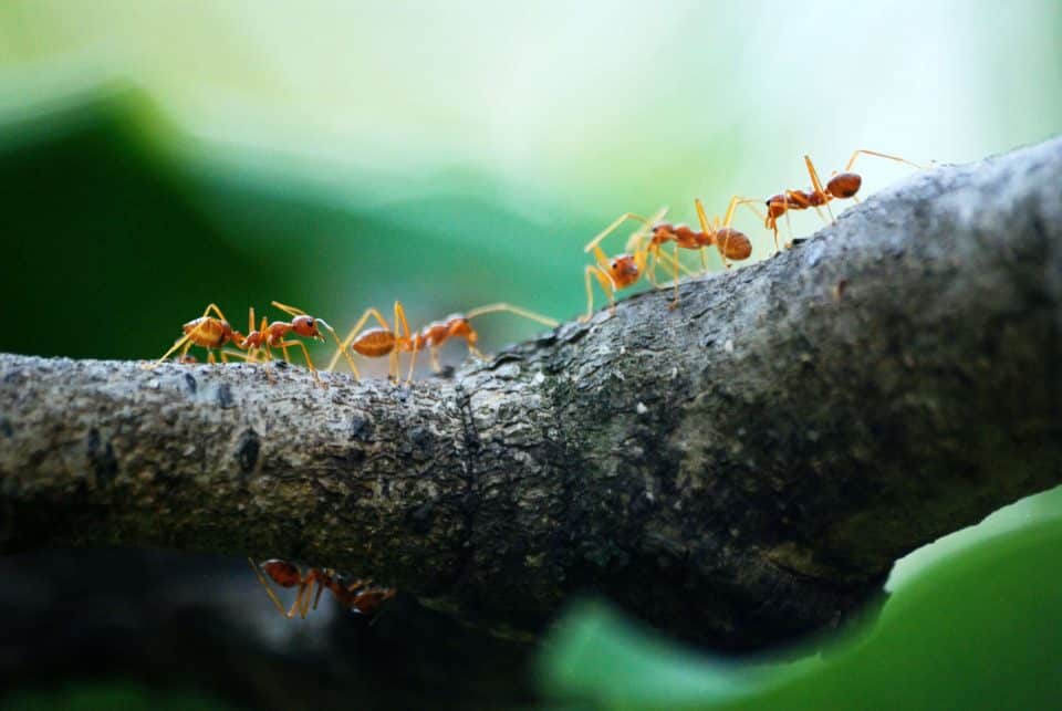 cómo deshacerse de las hormigas de casa